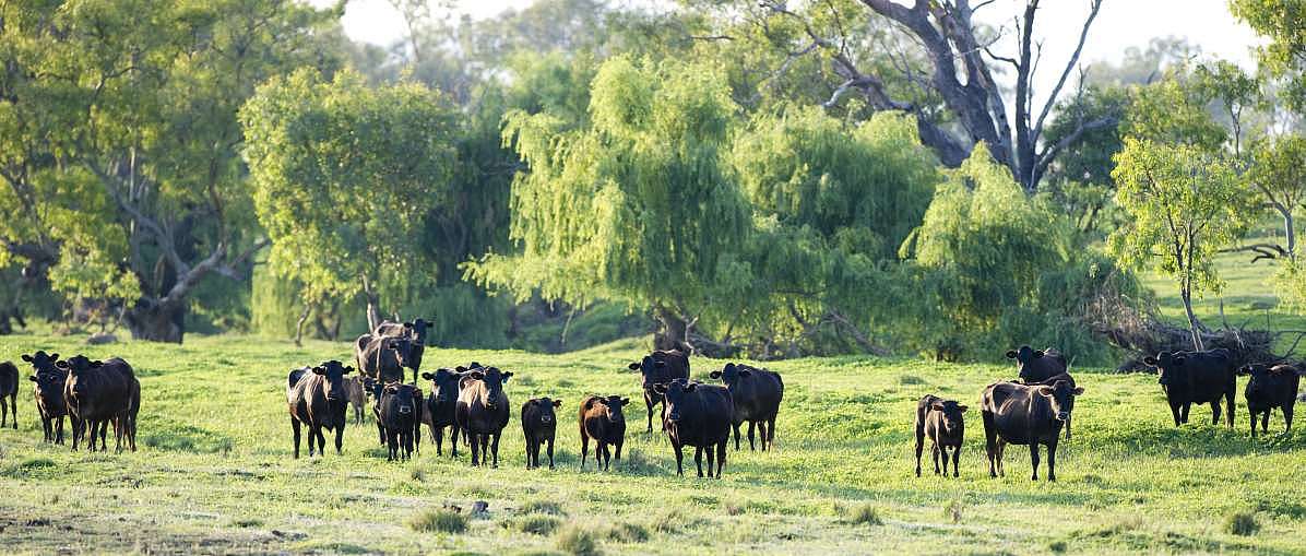 Junge Wagyu Rinder weiden in der markanten Landschaft um Queensland, Australien. 