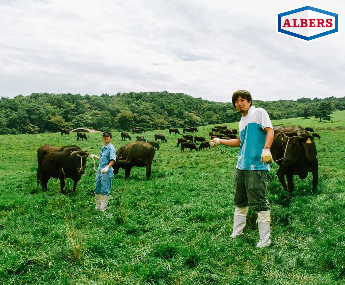 Japanische Farmer mit Kobe Rindern