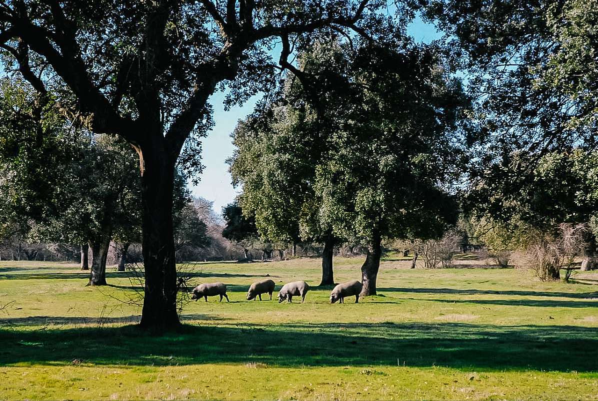 Die spanische Dehesa – Wohlfühllandschaft für das iberische Schwein.