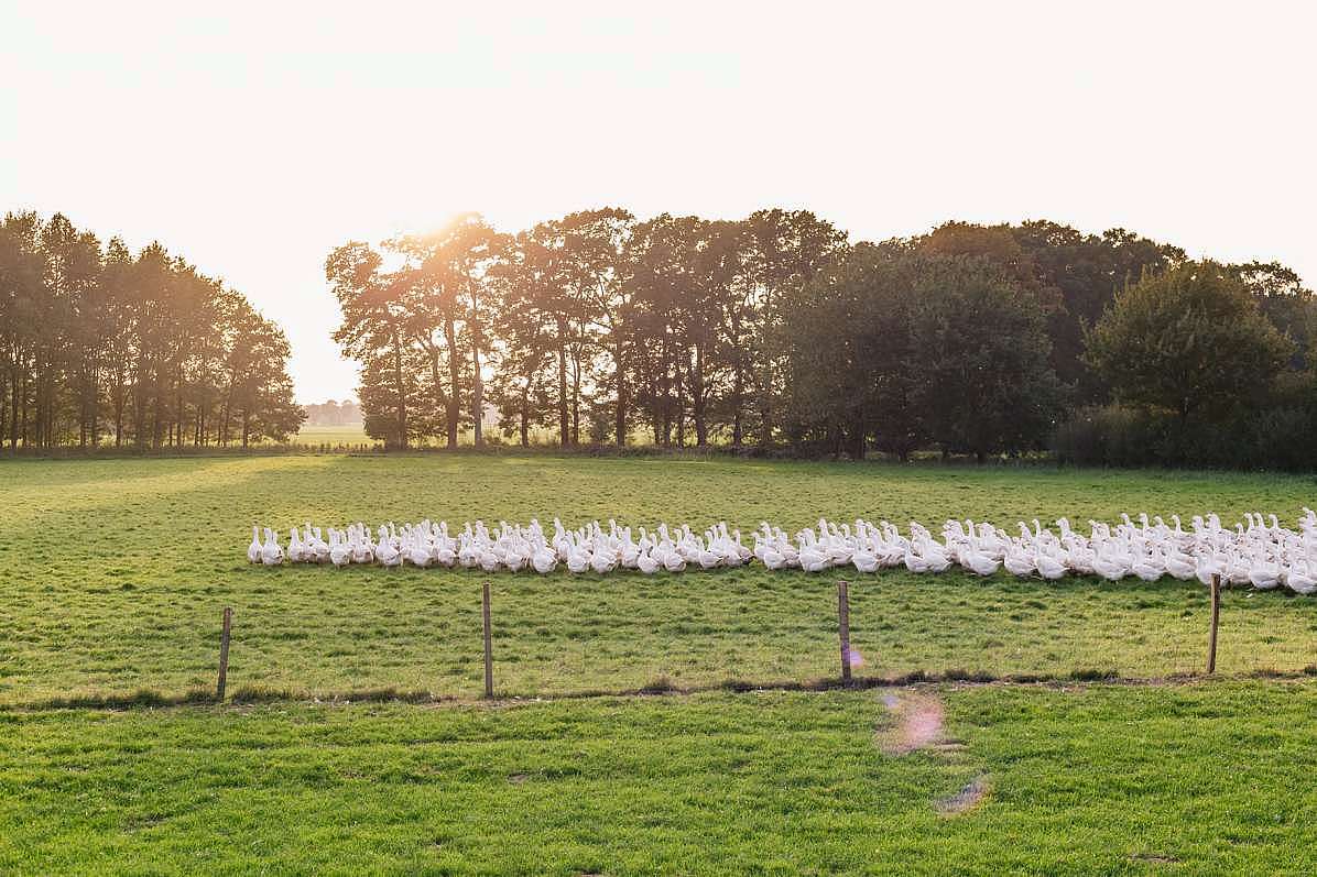 gans-herbstlich-zu-besuch-im-oldenburger-land