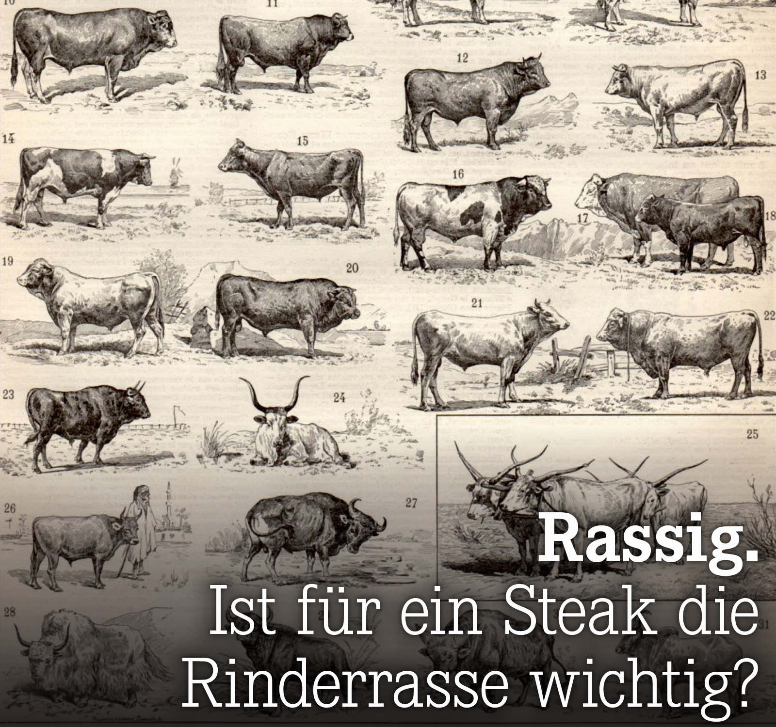 Ist für ein Steak die Rinderrasse wichtig?