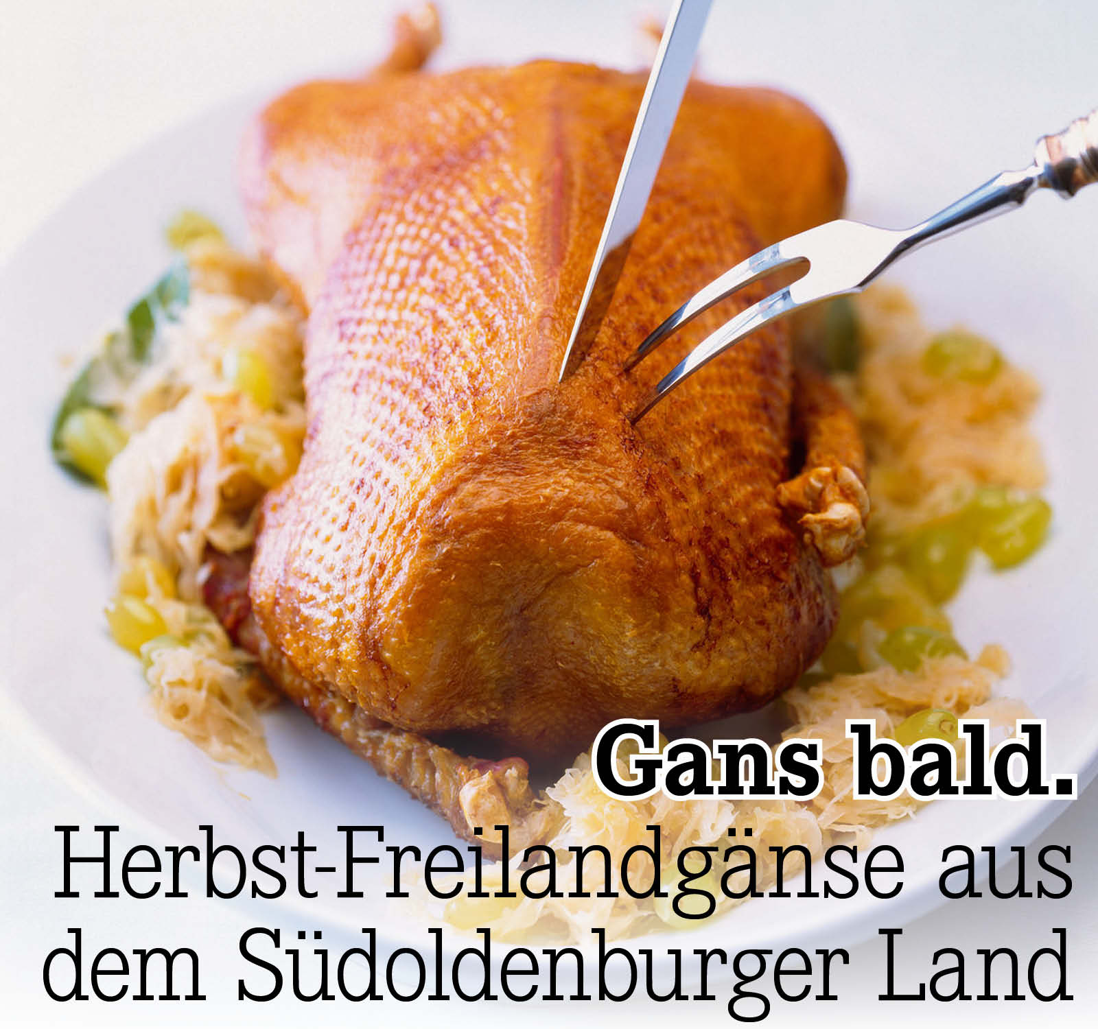 Südoldenburger Herbst-Freilandgänse