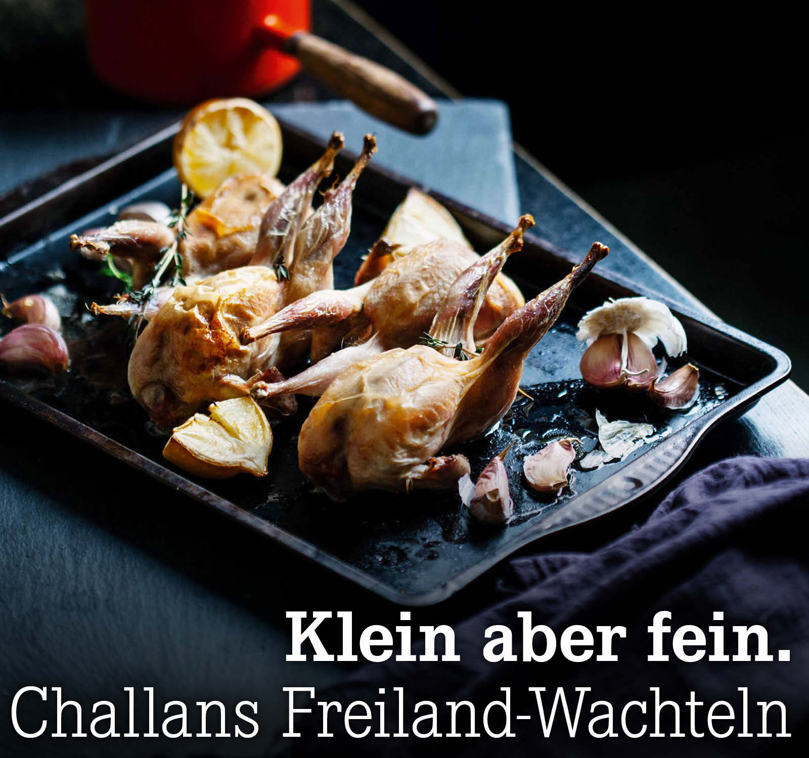Challans Freiland-Wachteln
