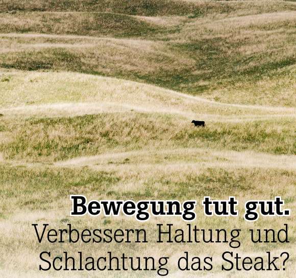 Verbessern Haltung und Schlachtung das Steak?