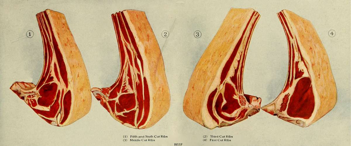 ribs